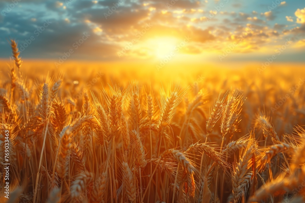 A breathtaking view captures the golden hour over a wheat field, exuding warmth and the bounty of harvest season
