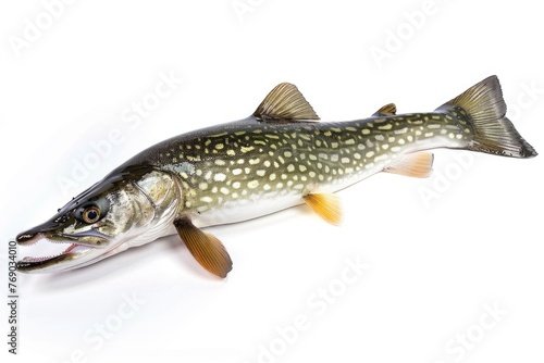 Pike fish on a white background