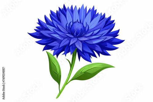 blue cornflower isolated on white background