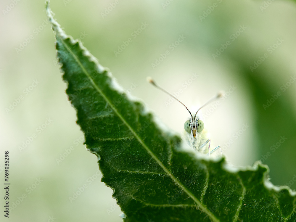 Cabbage White Butterfly. Pieris rapae Cabbage White Butterfly. Pieris rapae