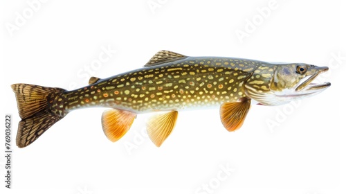 Detailed image of a Northern Pike against a white background.