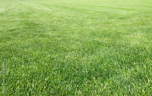 Detail of a beautiful green mowed lawn