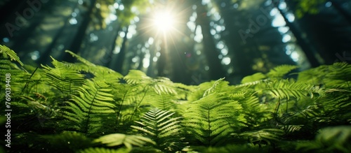 Beautiful green fern in the forest with sunlight. Nature background