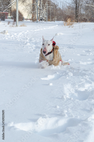 A white miniature bull terrier in a fluffy beige overalls runs in the snow