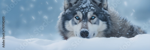 Epic Wilderness Capture: Mesmerizing Eskimo Husky Braving the Arctic Snowstorm in Dynamic Action