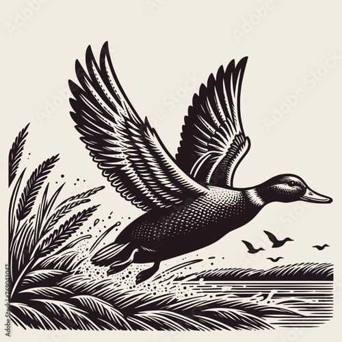 Wild duck in flight in the sky. Beautiful vintage engraving vector illustration, icon, logo	