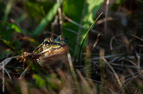 Northern Leopard Frog peering out from the grass.