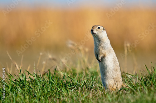 Photography A watchful Richardson's Ground Squirrel standing on hind legs.