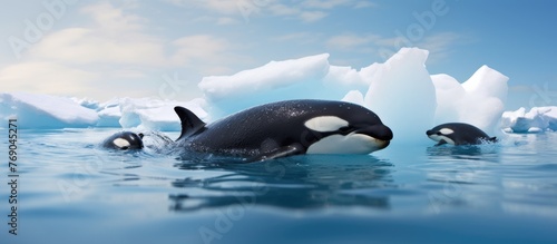 Pair of orcas gracefully glide through the water, surrounded by massive ice formations in the ocean
