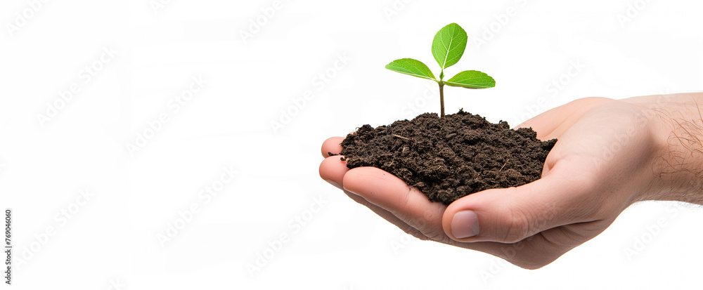 Hand holding a young green plant with soil on a white background with copy space. Hand holding a young green plant with soil on a white background with copy space.
