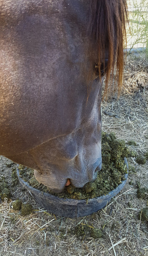 Handsome Dark Sooty Buckskin Paint Stallion Horse Eating Soaked Alfalfa Cubes
