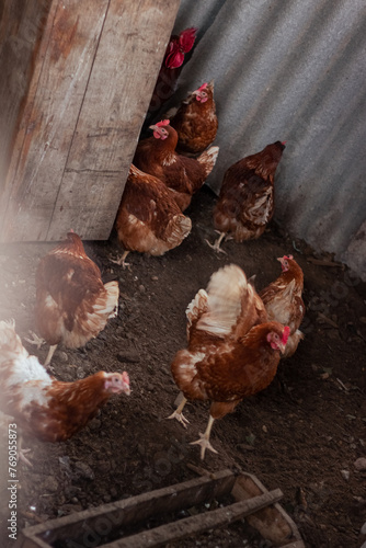 Chickens and rooster on traditional free range poultry farm