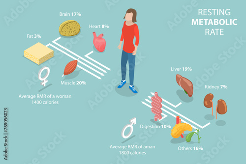 3D Isometric Flat Vector Illustration of Resting Metabolic Rate , Calories Consumption for Everyday Performances