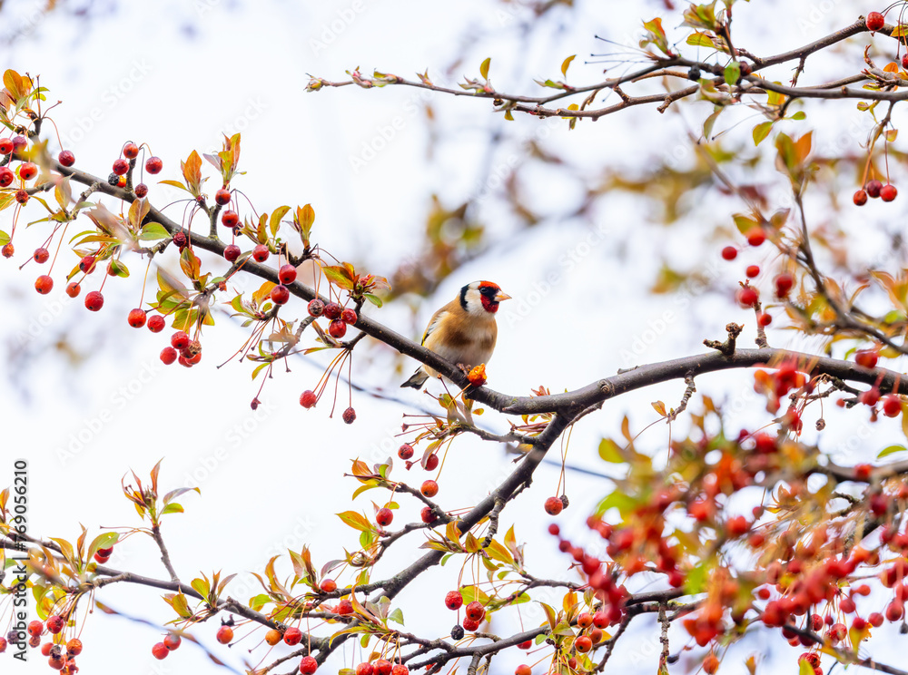 European Goldfinch European Goldfinch
