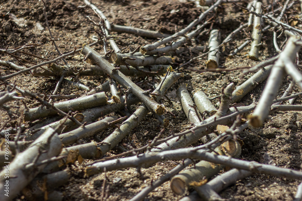 The sawn and felled branches and tree trunks from old trees were piled up in large heaps. Sanitary cutting of old trees. The sawn and felled branches and tree trunks from old trees were piled up in large heaps. Sanitary cutting of old trees.