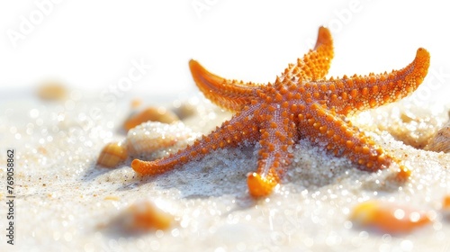 Admire our vibrant orange starfish against a white background, a symbol of tropical relaxation and marine beauty. photo