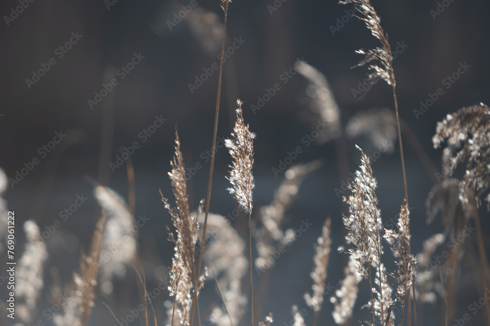 reed in the sun's rays reed in the sun's rays