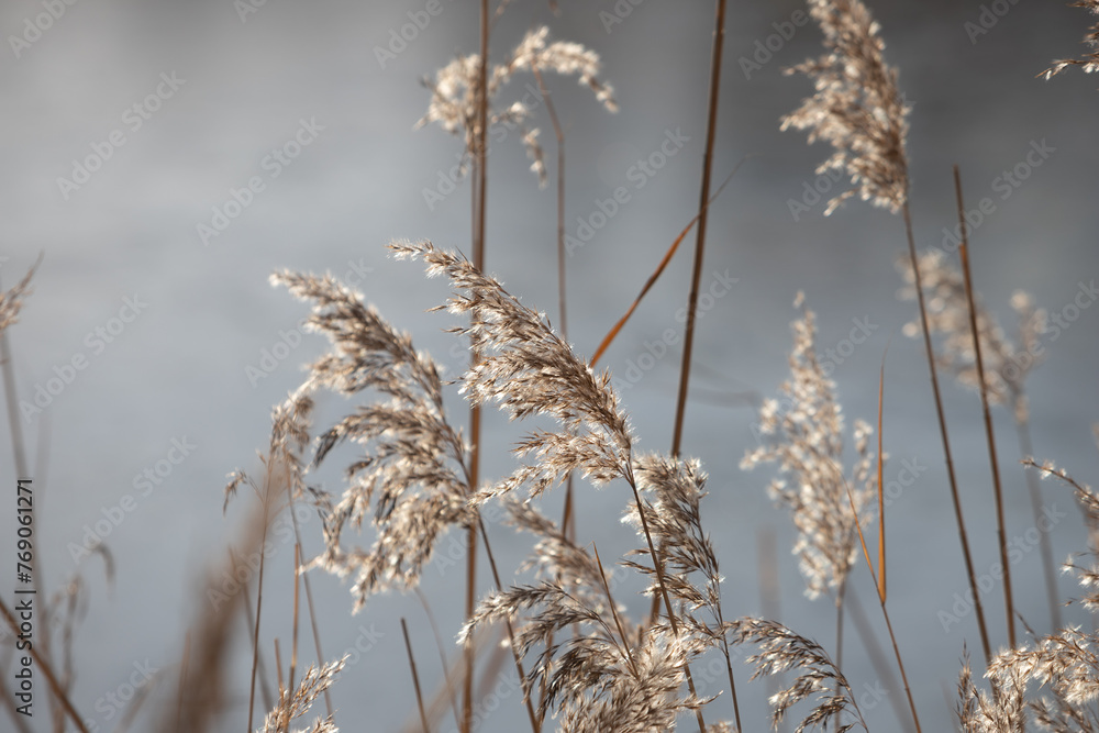Naklejka premium reed in the sun's rays