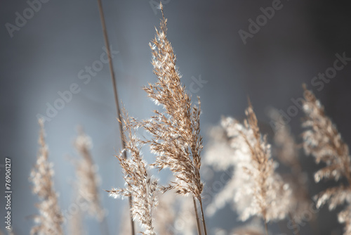 reed in the sun's rays © Viktoriya