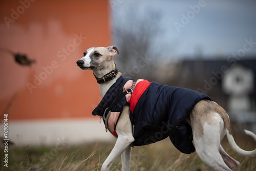 English miniature greyhound, whippet, on a walk