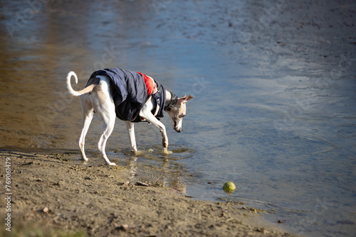 English miniature greyhound, whippet, on a walk