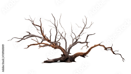 Dead tree isolated on transparent or white background with clipping path.