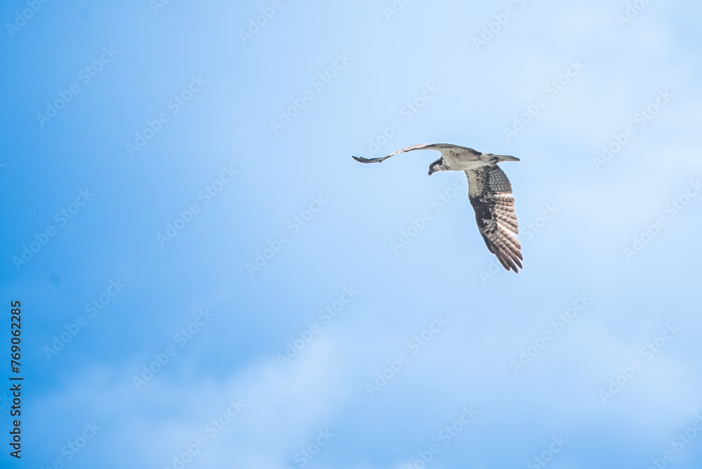 Obraz premium Flight of a bird of prey flapping in a sky with clouds seen from behind