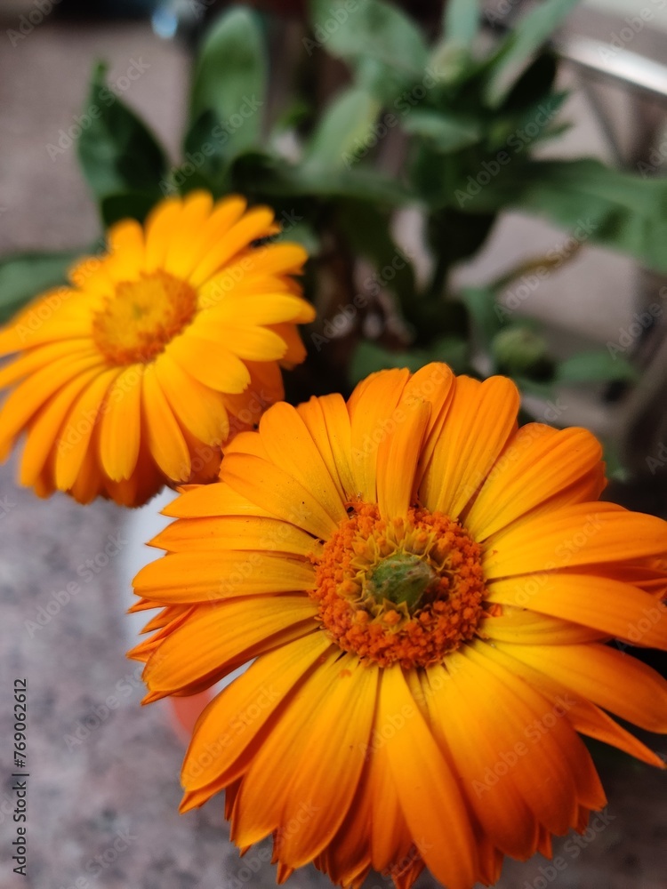 orange flowers in the garden orange flowers in the garden