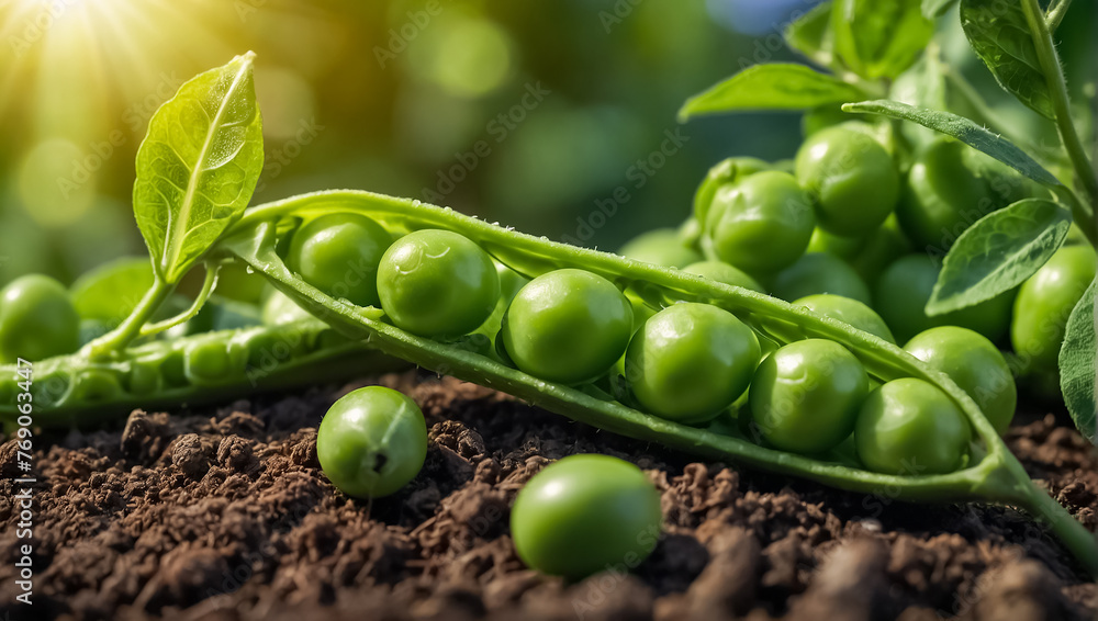 fresh green peas closeup in nature vegetable plant - obrazy, fototapety, plakaty 