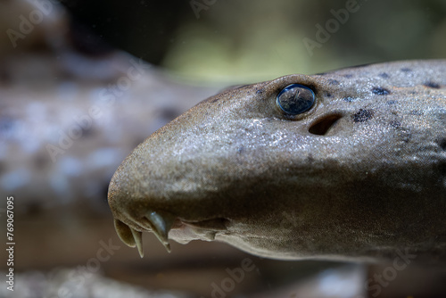 A small shark spotted on the head in detail. photo