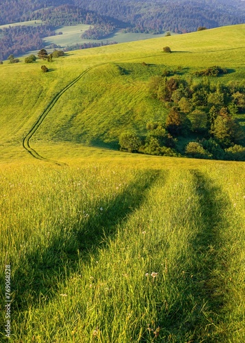 Small Dirt Road through Green Fields, Spring Landscape. Wild, ecological spring landscape