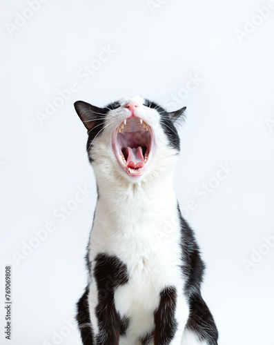 Cute cat yawns. Very open mouth. isolated photo