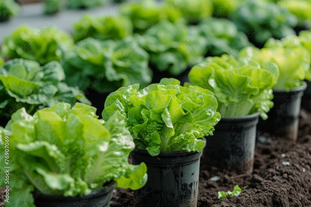 Farm greenhouse, interior view. Backdrop with selective focus and copy space Farm greenhouse, interior view. Backdrop with selective focus and copy space