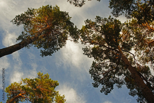 Fototapeta Naklejka Na Ścianę i Meble -  widok nieba z dołu drzew 