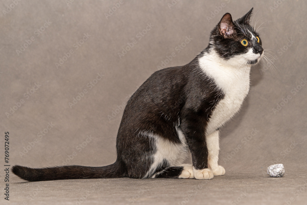 Black and white cat with yellow eyes sits on a gray background. - obrazy, fototapety, plakaty 