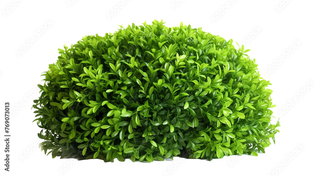 Green bush isolated transparent background.
Green bush isolated transparent background.