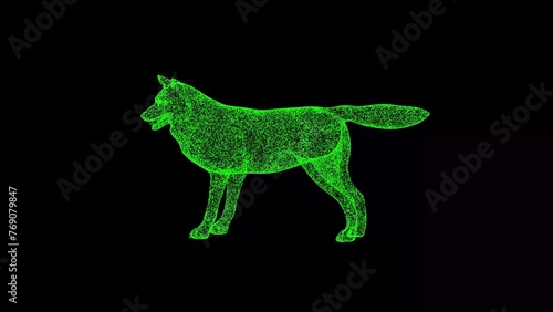 3D Wolf on black background. Wild Animal concept. Wild Wolf. Business advertising backdrop. For title  text  presentation. 3d animation
