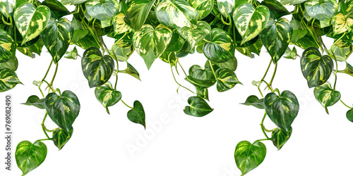Plant bush with hanging vines of green variegated isolated on white or transparent background