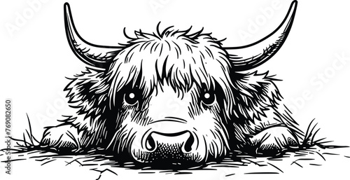 The Highland Cattle is a species of cow native to the Scottish Highlands and Scotland's Outer Hebrides island and has long horns and long hairy hair.