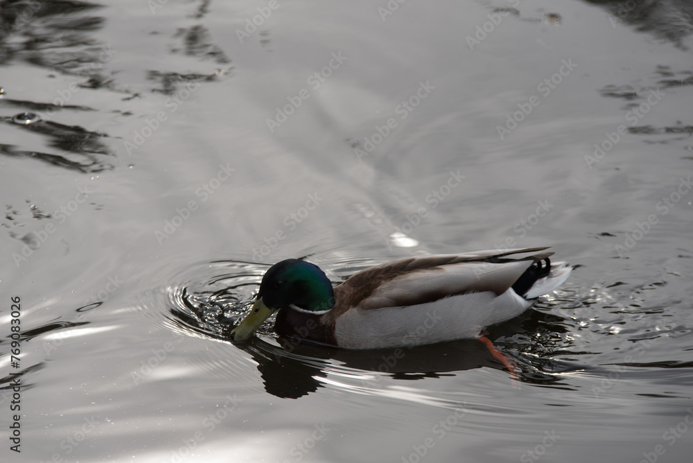 Obraz premium beautiful duck in the lake on a gray spring day