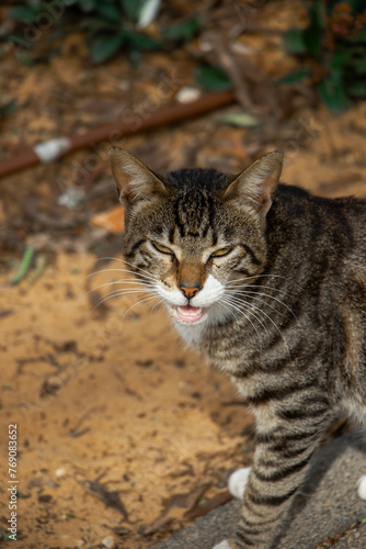 cat in the garden