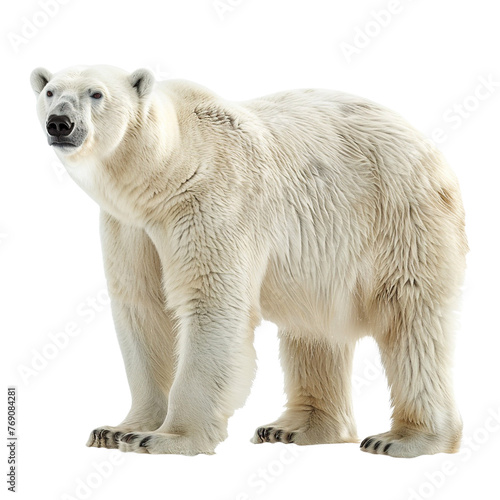 Polar bear isolated on white or transparent background