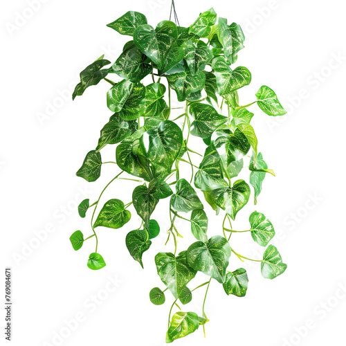 Plant bush with hanging vines of green variegated isolated on white or transparent background