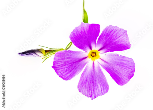 A single open goldeneye phlox and one closed budd on a light table in fine detailed closeup macro
