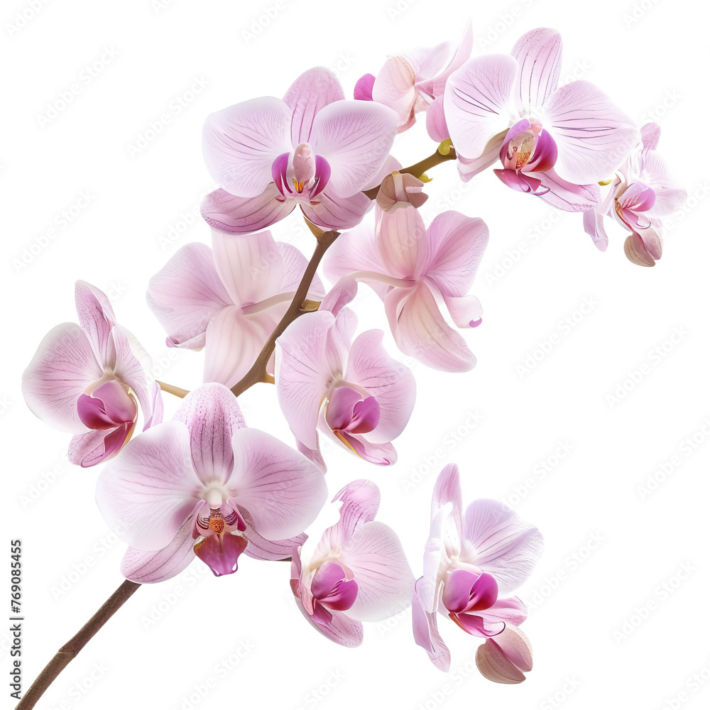 Pink orchid blossom isolated on white or transparent background Pink orchid blossom isolated on white or transparent background