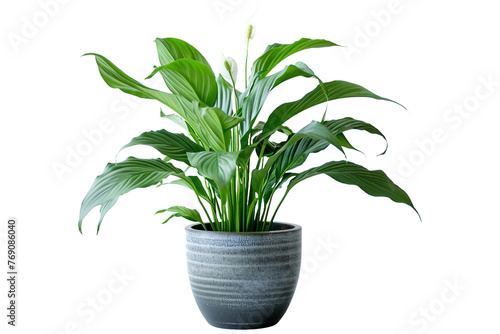 Peace Lily Plant in a Modern Pot Isolated on Transparent Background