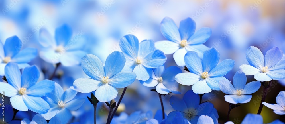 Field of blue flowers featuring blooms with white centers amidst a sea of vibrant blue petals and green foliage Field of blue flowers featuring blooms with white centers amidst a sea of vibrant blue petals and green foliage