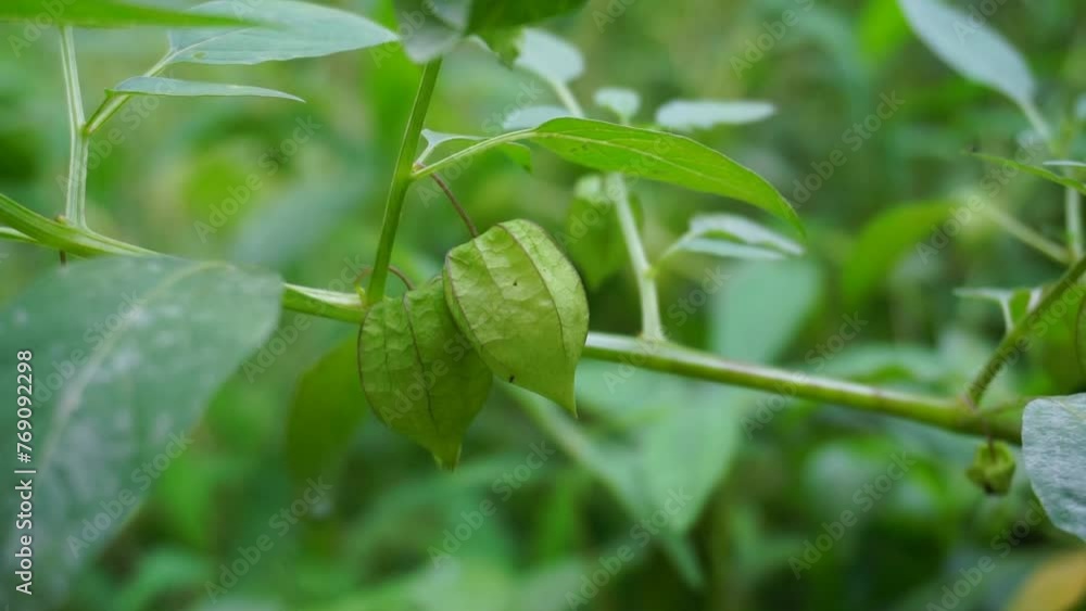 Ciplukan fruit ''Physalis angulata'' Ciplukan fruit ''Physalis angulata''