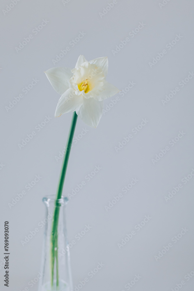 Obraz premium Beautiful white daffodil (narcissus flower) in a vase. Minimal concept.