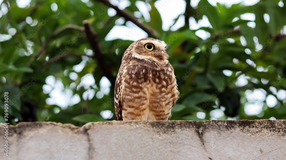 Fototapeta premium Owl on the wall